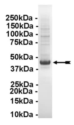 Eurofins DiscoverX JNK1 1/SAPK1c Protein, Unactive 250 &mu;g | Buy Online | Eurofins DiscoverX | Fisher Scientific